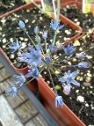 Allium caeruleum- Blue of the Heavens Allium caeruleum- Blue of the Heavens