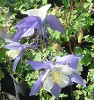 Aquilegia Bluestar- Columbine Aquilegia Bluestar- Columbine