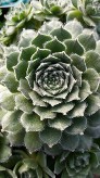 Sempervivum