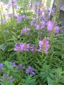 Physostegia, False Dragonhead, Obedient Plant Physostegia, False Dragonhead, Obedient Plant