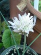 White flowered Chives. Pretty and Delicious White flowered Chives. Pretty and Delicious