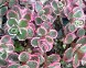 Sedum spurium Tricolor