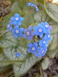 Brunnera Jack Frost, Brilliant Blue Flowers Brunnera Jack Frost, Brilliant Blue Flowers