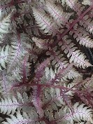 Japanese Painted Fern Regal Red Japanese Painted Fern Regal Red