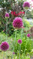 Drumstick Allium Drumstick Allium