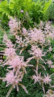 Astilbe Hennie Graafland, Pink Flowers, Glossy Green Leaves, Compact Astilbe Hennie Graafland, Pink Flowers, Glossy Green Leaves, Compact
