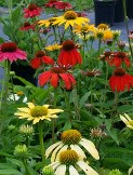 Echinacea Cheyenne Spirit, Midsummer Echinacea Cheyenne Spirit, Midsummer