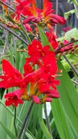 Crocosmia Lucifer, Adored By Hummimngbirds Crocosmia Lucifer, Adored By Hummimngbirds