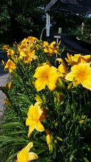 Daylily Pumpkin Pie, So Many Flowers