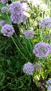 Allium Millenium Allium Millenium