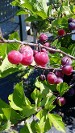 Beach Plums, Native Seashore Plant Beach Plums, Native Seashore Plant