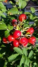 Rosa Rugosa Rose Hips Rosa Rugosa Rose Hips