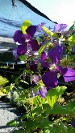 Clematis Happy Jack Clematis Happy Jack