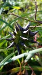 Morning Star Sedge (aka  Mace Sedge)