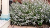 Calamintha Montrose White, Fragrant Foliage, All Season Flowers Calamintha Montrose White, Fragrant Foliage, All Season Flowers