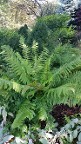 Dixie Wood Fern