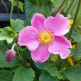 Anemone Robustissima in the Fall