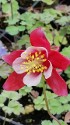 Aquilegia Origami Aquilegia Origami