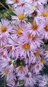 Aster Dream of Beauty Aster Dream of Beauty