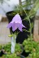 Campanula rotundifolia, Bluebells of Scotland Campanula rotundifolia, Bluebells of Scotland