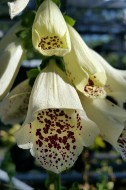 Digitalis Dalmatian Digitalis Dalmatian