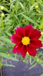 Coreopsis Mercury Rising- blooming all summer Coreopsis Mercury Rising- blooming all summer