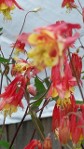 Aquilegia Little Lanterns, native Columbine Aquilegia Little Lanterns, native Columbine