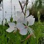 Gaura Gaura