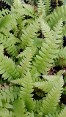 Slender Fronds of Japanese Beech Fern Slender Fronds of Japanese Beech Fern