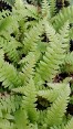 Slender Fronds of Japanese Beech Fern