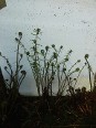 Emerging Lady Ferns Emerging Lady Ferns