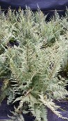 Ghost Fern Ghost Fern