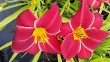Daylily Red Zepellin, our own variety Daylily Red Zepellin, our own variety