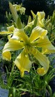 Daylily Spider Miracle, huge yellow flowers on tall stems Daylily Spider Miracle, huge yellow flowers on tall stems