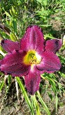 Daylily Strutters Ball Daylily Strutters Ball
