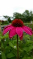 Echinacea purpurea, Native Purple Coneflower Echinacea purpurea, Native Purple Coneflower