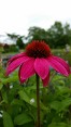 Echinacea purpurea, Native Purple Coneflower