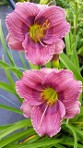 Daylily Razzamatazz, small purple rebloomer