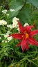 Daylily Red Surprise