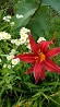 Daylily Red Surprise Daylily Red Surprise