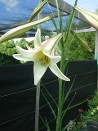 Formosa Lily in August Formosa Lily in August