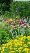 Rose Campion - Lychnis coronaria Rose Campion - Lychnis coronaria