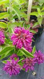 Monarda Purple Rooster- Beebalm