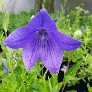 Platycodon Platycodon