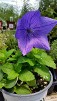 Platycodon Sentimental Blue Platycodon Sentimental Blue