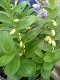 Polygonatum humile- charming Dwarf Solomon's Seal