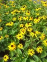 Rudbeckia Goldstrum Rudbeckia Goldstrum