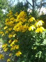Rudbeckia Herbstonne Rudbeckia Herbstonne