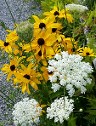 Rudbeckia Indian Summer and Queen Anne's Lace Rudbeckia Indian Summer and Queen Anne's Lace