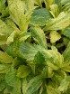 Eupatorium Prairie Jewell, variegated foliage emerging in Spring